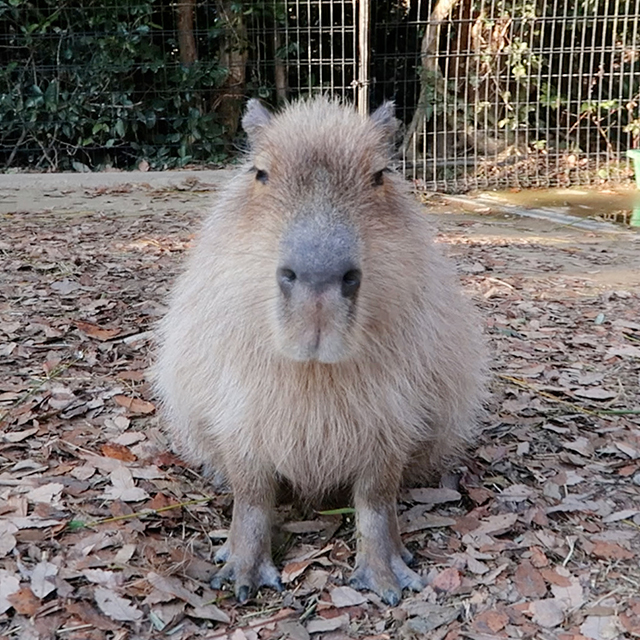 まどか